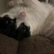 ヒメ日記 2025/04/09 20:05 投稿 さや 素人系イメージSOAP 彼女感 宇都宮本館