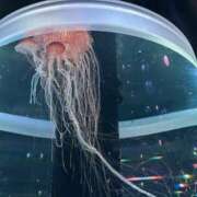 ヒメ日記 2025/06/19 21:35 投稿 さや 素人系イメージSOAP 彼女感 宇都宮本館