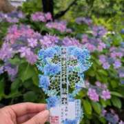 ヒメ日記 2025/06/11 16:17 投稿 雛乃(ひなの) 人妻出逢い会 百合の園 山の手本店