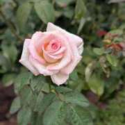 ヒメ日記 2025/10/24 18:47 投稿 雛乃(ひなの) 人妻出逢い会 百合の園 山の手本店