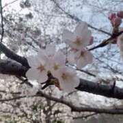 ヒメ日記 2025/03/30 19:13 投稿 茉莉紗（まりさ） Secret　select