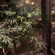 ヒメ日記 2026/01/31 03:27 投稿 あんじゅ 奥鉄オクテツ東京店（デリヘル市場）