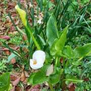 ヒメ日記 2026/04/02 16:02 投稿 なおこ 熟女家 豊中蛍池店