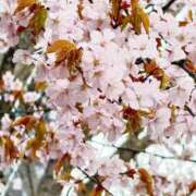 ヒメ日記 2026/04/23 12:58 投稿 なる ソープランド AQUA（アクア）