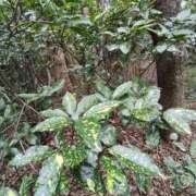 ヒメ日記 2024/12/26 11:54 投稿 こまち 豊満熟女