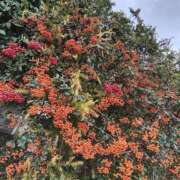 ヒメ日記 2025/01/18 11:34 投稿 こまち 豊満熟女