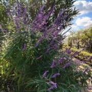 ヒメ日記 2025/02/16 11:20 投稿 こまち 豊満熟女