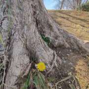 ヒメ日記 2025/03/04 12:18 投稿 こまち 豊満熟女