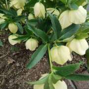 ヒメ日記 2025/03/12 09:38 投稿 こまち 豊満熟女