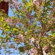 ヒメ日記 2025/03/17 11:40 投稿 こまち 豊満熟女