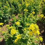 ヒメ日記 2025/03/20 09:34 投稿 こまち 豊満熟女