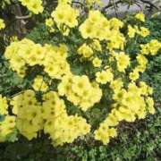 ヒメ日記 2025/03/28 13:00 投稿 こまち 豊満熟女