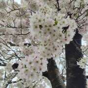 ヒメ日記 2025/04/05 11:52 投稿 こまち 豊満熟女