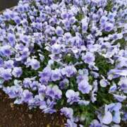 ヒメ日記 2025/04/09 09:44 投稿 こまち 豊満熟女