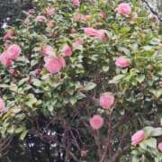 ヒメ日記 2025/04/10 05:44 投稿 こまち 豊満熟女