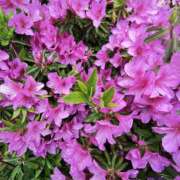 ヒメ日記 2025/04/15 12:00 投稿 こまち 豊満熟女