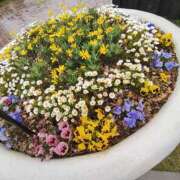 ヒメ日記 2025/04/18 12:36 投稿 こまち 豊満熟女