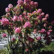 ヒメ日記 2025/04/22 21:10 投稿 こまち 豊満熟女