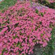 ヒメ日記 2025/04/24 09:50 投稿 こまち 豊満熟女