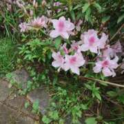 ヒメ日記 2025/04/25 06:34 投稿 こまち 豊満熟女