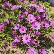 ヒメ日記 2025/05/14 09:34 投稿 こまち 豊満熟女