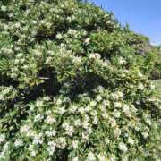 ヒメ日記 2025/05/16 13:20 投稿 こまち 豊満熟女