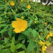 ヒメ日記 2025/05/24 04:50 投稿 こまち 豊満熟女