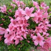 ヒメ日記 2025/05/25 10:00 投稿 こまち 豊満熟女