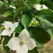 ヒメ日記 2025/05/29 11:20 投稿 こまち 豊満熟女