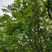 ヒメ日記 2025/05/31 12:52 投稿 こまち 豊満熟女