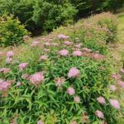 ヒメ日記 2025/06/04 11:24 投稿 こまち 豊満熟女