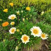 ヒメ日記 2025/06/07 12:22 投稿 こまち 豊満熟女