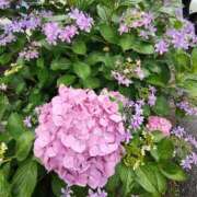 ヒメ日記 2025/06/11 10:02 投稿 こまち 豊満熟女