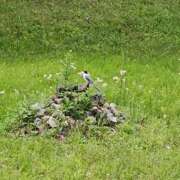 ヒメ日記 2025/06/12 05:30 投稿 こまち 豊満熟女