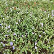 ヒメ日記 2025/06/20 09:48 投稿 こまち 豊満熟女