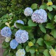 ヒメ日記 2025/06/23 11:26 投稿 こまち 豊満熟女