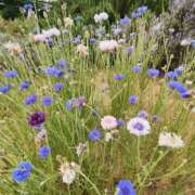 ヒメ日記 2025/06/26 12:46 投稿 こまち 豊満熟女