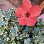 ヒメ日記 2025/07/02 11:14 投稿 こまち 豊満熟女