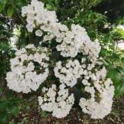 ヒメ日記 2025/07/05 13:22 投稿 こまち 豊満熟女