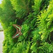 ヒメ日記 2025/07/11 13:08 投稿 こまち 豊満熟女