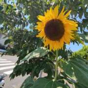 ヒメ日記 2025/07/30 13:50 投稿 こまち 豊満熟女