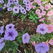 ヒメ日記 2025/08/02 09:54 投稿 こまち 豊満熟女