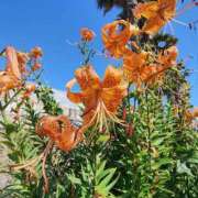 ヒメ日記 2025/08/06 12:00 投稿 こまち 豊満熟女