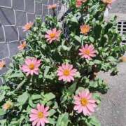 ヒメ日記 2025/08/08 13:56 投稿 こまち 豊満熟女