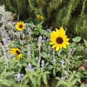 ヒメ日記 2025/08/11 10:10 投稿 こまち 豊満熟女