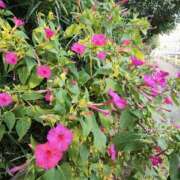 ヒメ日記 2025/08/21 09:44 投稿 こまち 豊満熟女