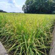 ヒメ日記 2025/08/26 12:20 投稿 こまち 豊満熟女