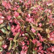 ヒメ日記 2025/08/31 10:10 投稿 こまち 豊満熟女