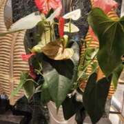 ヒメ日記 2025/09/10 07:04 投稿 こまち 豊満熟女