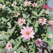 ヒメ日記 2025/09/23 10:04 投稿 こまち 豊満熟女